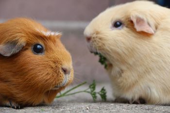 Info over je nieuwe huisdier: cavia