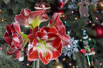 Kerstachtige kamerplanten