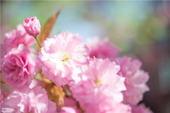 Kleur de tuin roze