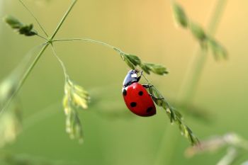 Kriebelbeestjes onder de loep