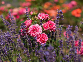 Lavendel en Rozen: De Natuurlijke Combinatie tegen Bladluis