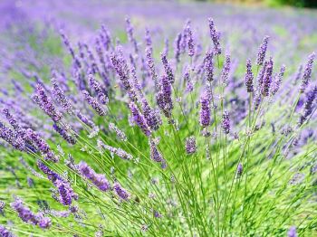 Lavendel snoeien