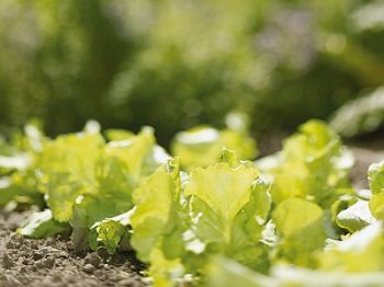 Maak je eigen moestuinplan