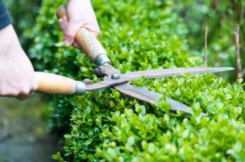 Buxus: de schaar erin!