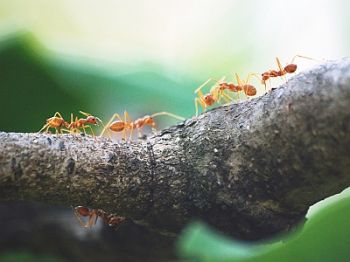 Mieren in de tuin