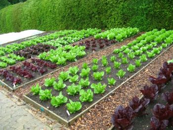 Moestuinieren in september