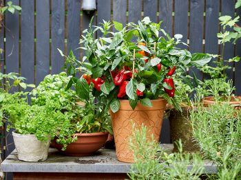 Moestuinieren zonder tuin