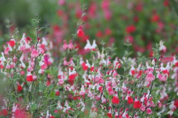 Nazomerboost voor de tuin