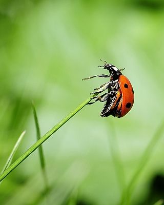 Nuttige insecten voor een natuurlijke bestrijding