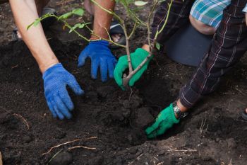 Oktober rozenmaand: planten, snoeien en beschermen