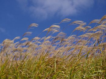 Olifantsgras: het groene goud van de toekomst