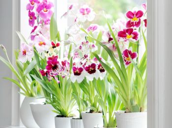 Orchideeën / Phalaenopsis