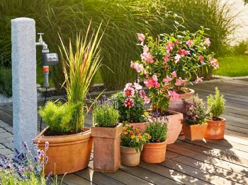 Planten verzorgen als je op vakantie bent