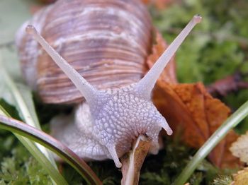 Slakken in de tuin