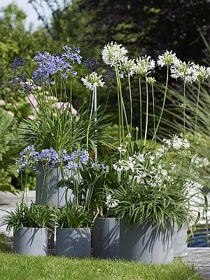 Terrasplant van 2018: Agapanthus