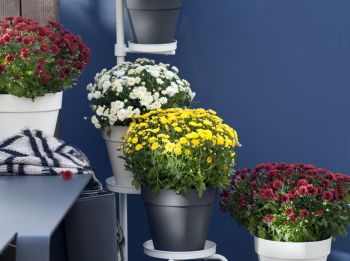 Tips voor bolchrysanten