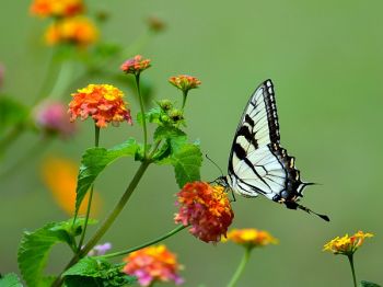 Tips voor een vlindervriendelijke tuin