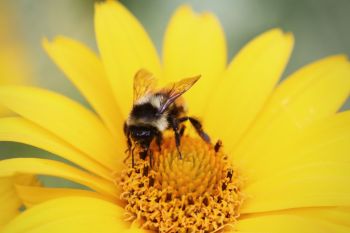 Top 10 bijenplanten