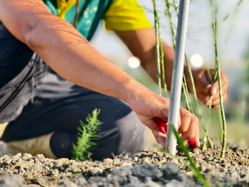 Tuinkalender maart: zo maak je je huis en tuin lenteproof