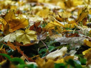 Tuinonderhoud in oktober