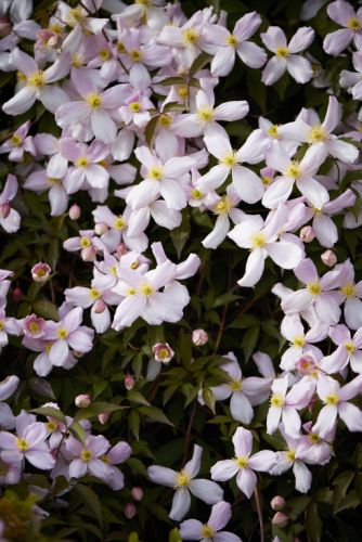 Tuinplant van de Maand april: Clematis