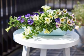 Tuinplant van de maand april: Petunia