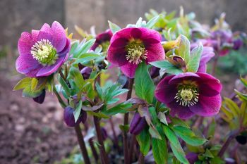 Tuinplant van de maand januari: kerstroos