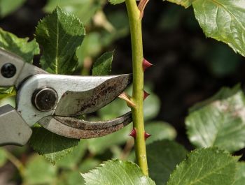 Tuintips juli