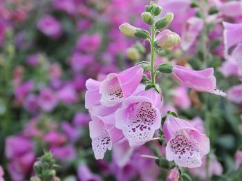 Veldboeket uit eigen tuin