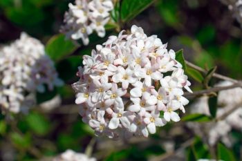 Viburnums in geuren en kleuren