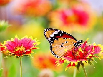 Vlinders, bijen en vogels in de tuin