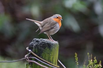 Vogels tellen