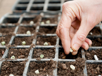 Voorzaaien in maart: zo breng je straks kleur én smaak in je tuin