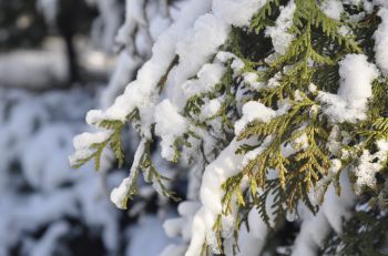 Winterbescherming van uw planten