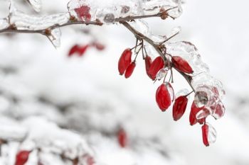 Winterstekken