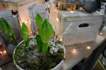 Woonplant van de maand december: Amaryllis