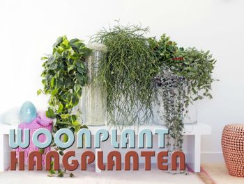 Woonplant van de maand september: Hangplanten