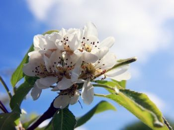 Zelf fruitbomen houden