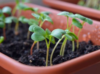 Zelf zaaien in sier- en moestuin