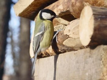 Zo help je de vogels de winter door