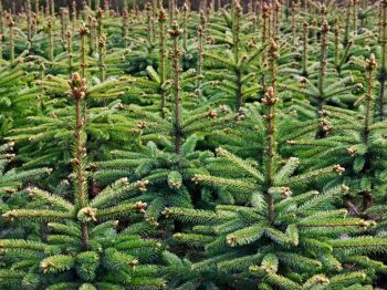 Zo kies je de juiste kerstboom