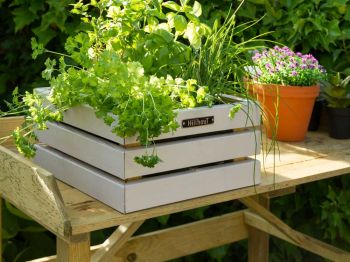 Zomerse moestuinklussen