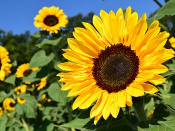 Zomerse zonnebloemen