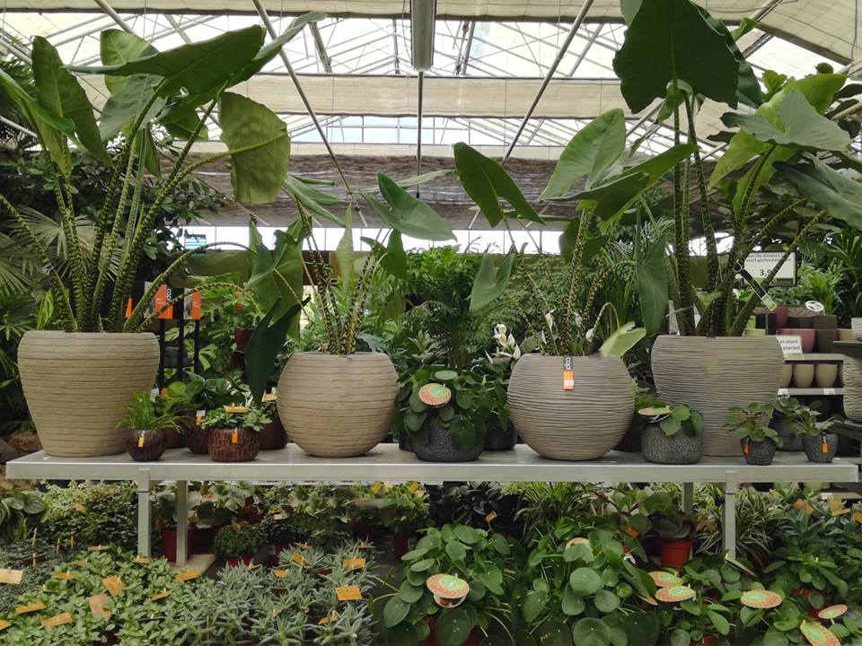 Planten kopen in - Huis- en tuincenter Rijmenants