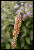 Scrophulariacea