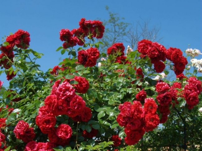 Referendum Verdienen diameter Rozen en klimplanten - Huis- en tuincenter Rijmenants