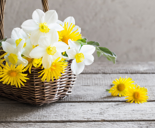 Koop mooie bloemen in de buurt van Schilde bij huis en tuincenter Rijmenants