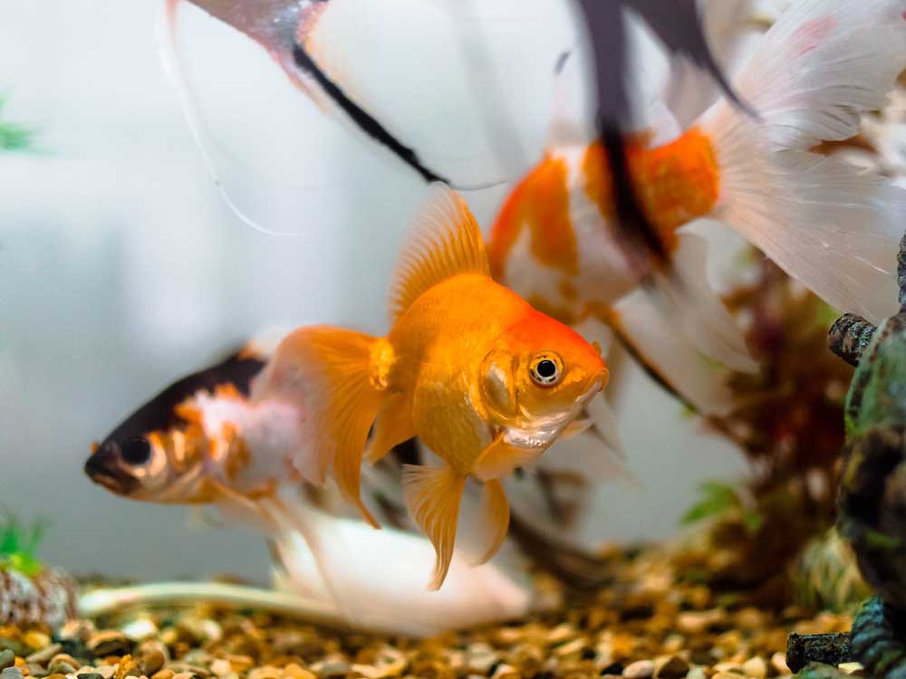 Vuilnisbak terugtrekken tsunami Vissen, aquariums en vijvers - Huis- en tuincenter Rijmenants