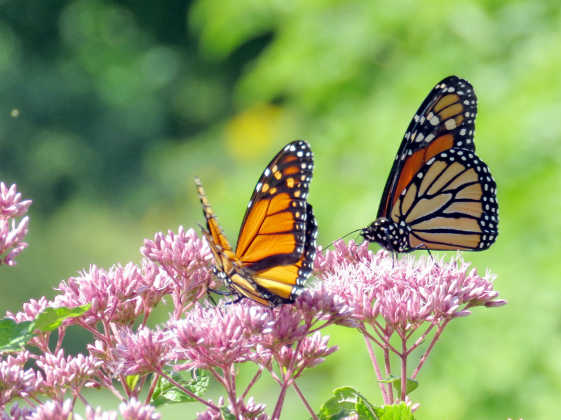 dierenwinkel antwerpen vlinders in de tuin