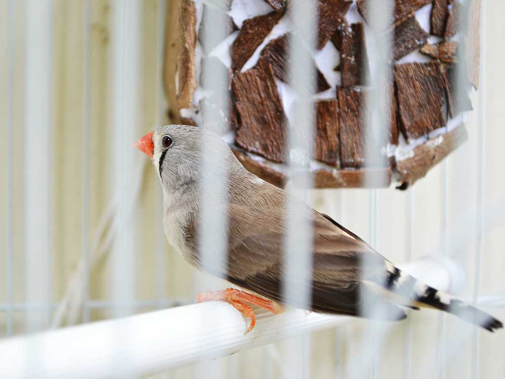 Vogels en volières Huis- en tuincenter